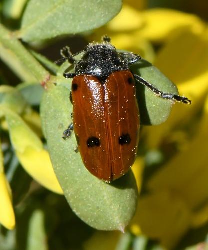 Lachnaia tristigma